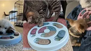 Dog Puzzle Toy 🐶 | Boost IQ & Make Mealtime Fun | Interactive Slow Feeder for Small & Medium Dogs
