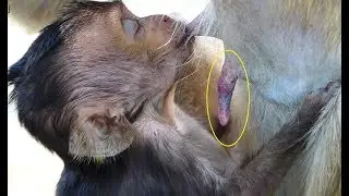 OMG! So poor Lori, Why it's mom not milk for Lori? Lori hungry milk so much