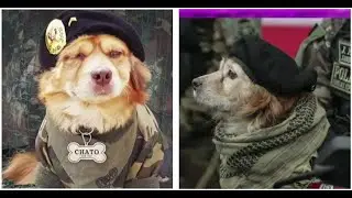Chato’, el perro paracaidista, sorprendió al no desfilar en Fiestas Patrias