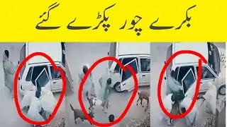 Goat thieves caught Karachi Pakistan