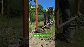 Un kiwi qui fructifie tout seul ? Le r&ecirc;ve des petits jardins !