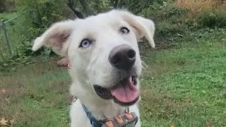 From Chaos to Control: Blue the 7-Month-Old Husky-Lab’s INSANE 2-Week Transformation