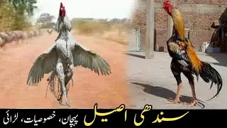 Sindhi Aseel Murgon Ke Pehchan سندھی اصیل Master Aseels