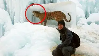 10 Animals Found Frozen In Ice