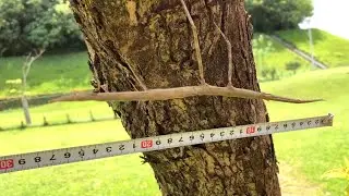 南西諸島のナナフシは巨大すぎてちょっとひく　アマミナナフシ Entoria okinawaensis 　沖縄の昆虫　insects　stick insect