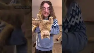 Самый счастливый оранжевый кот