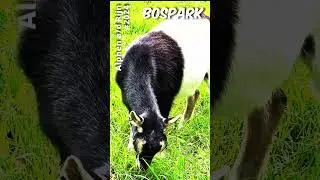 A walk in the Bospark: Petting Zoo #nature #netherlands #park #2024 #originalaudio #hdr #goat #goats