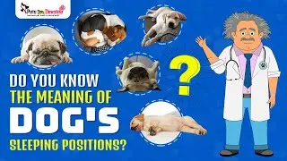 Understand Your Dog&rsquo;s Sleeping Positions| Common Sleeping Positions of Dogs| Pet Care Expert