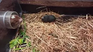ZAMBIAN MOLE RATS WITH A BABY | Daily dose of cuteness