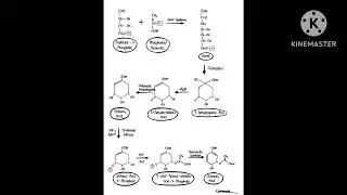 Shikimic Acid pathway #@B.pharmacy