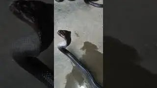 Яванская кобра