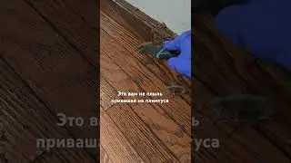 отмыла плинтуса до блеска #cleaning #lifehacks #cleaningtips #america #сша