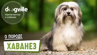 Havanese &ndash; About the Breed &ndash; How to Choose a Havanese Puppy?
