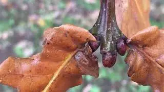 English Oak - buds & end of twig - November 2018