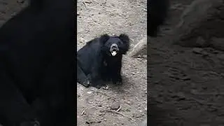 Bear walk karta hua....dekha hai kabhi? #mishikasworld #cute #cute #bear #babybear #bestfriendbear