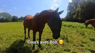 HIPPOSANDALES, SANS MORS ET DRESSAGE 😁