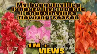 My bougainvillea january live update | bougainvillea flowring season