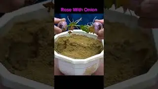 Unique technique to grow rose with onions