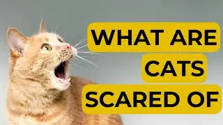 7 Things That Cats Are Afraid Of | What Cats Fear Most