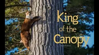 Coniferous sable the hidden lord of the tree kingdom