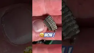 Fossil &ldquo;Sea Lily,&rdquo; Stem Sieving Surprise 😮‼️