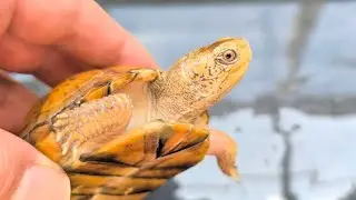 Eastern Box Turtle Research Group 20th Meeting