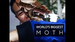 The World's Biggest Moth أكبر عتة بالعالم