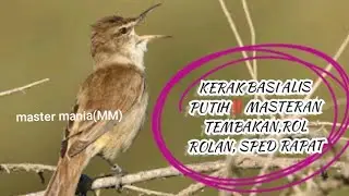 KERAK BASI ALIS PUTIH‼️MASTERAN TEMBAKAN,ROLL ROLAN,SPED RAPAT 