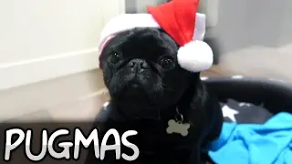 PUGMAS!