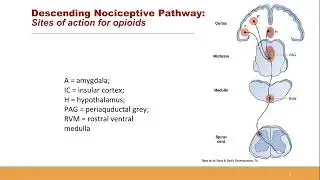 Opioid Analgesics and Antagonists