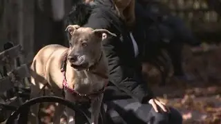 How to keep dogs, cats safe from the cold weather