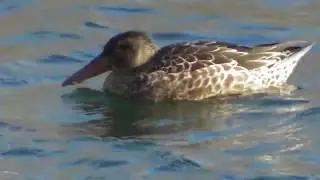 Shoveler Duck ; Löffelente Paar ; Rața lingurar (M,F)