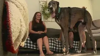 Zeus, Guinness World Records tallest dog in the world to undergo leg amputation