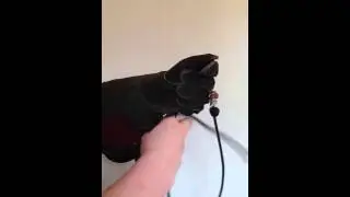How To Tie A Falconer's Knot