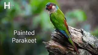 Painted Parakeet  Bird Sounds