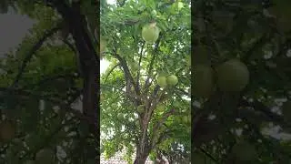Inilah buah mojo, asal mula nama Mojopahit