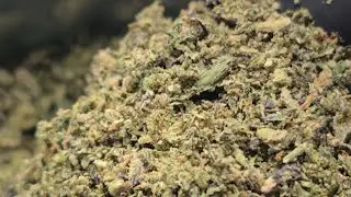 THCA Small Buds | HASH PLANT KIEF TRIM Half Pound Review | THCA Nation