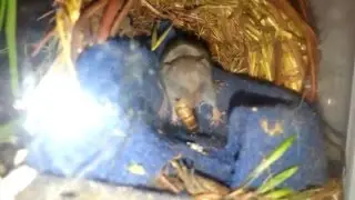 Завтрак белозубки(Crocidura suaveolens)