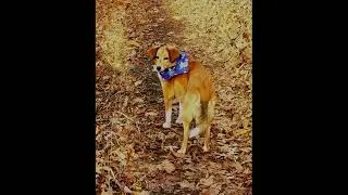 (Pet loss )To Susan💓 In Loving Memory of Dixie