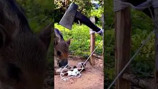 The axe trap cut off the head of a wild boar. #trap #youtube #wildlife #shortvideo #youtubeshorts