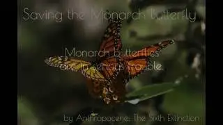 Saving the Monarch Butterfly