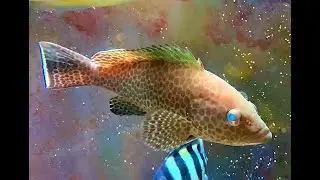 オオモンハタ　Areolate grouper　Epinephelus areolatus