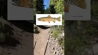 Catching The COLORADO RIVER CUTTHROAT #fishing #trending #flyfishing #fishspecies