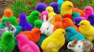 Ayam Rainbow Lucu, Angsa, Bebek dan Kelinci | Hewan Lucu Menggemaskan