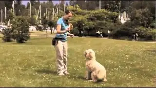 Dog Training Online - Free sample Video Lesson