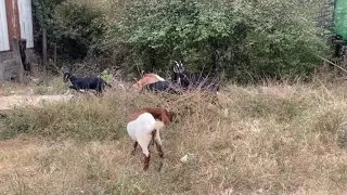 White Goat Dog Fighting? Boy Brings Them Together in Friendship! خروف مع حمار شاهد ماذا حدث |😱لا يصد