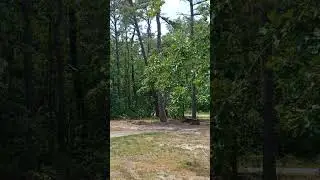 A Slow Tree Drop To Reduce Ground Impact