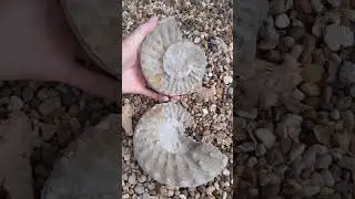 Texas Ammonite Fossil reveal