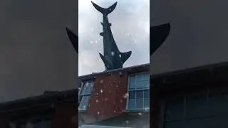A Gift Idea? #shark #airbnb #christmas