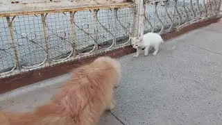 Rescue Kitten Approaches Hostile Cat &ndash; Emotional Animal Drama